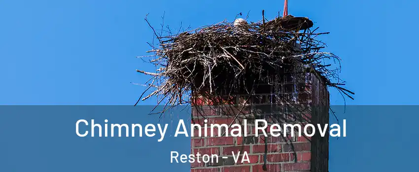 Chimney Animal Removal Reston - VA