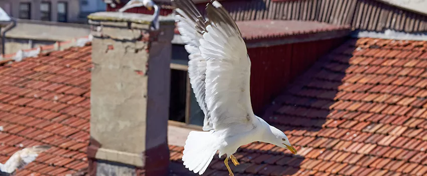 Residential Chimney Animal Removal Solution in Reston, VA