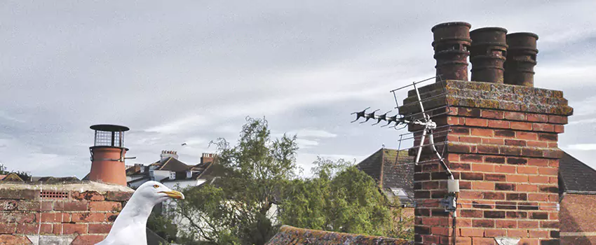 Chimney Cleaning And Restoration in Reston, Virginia
